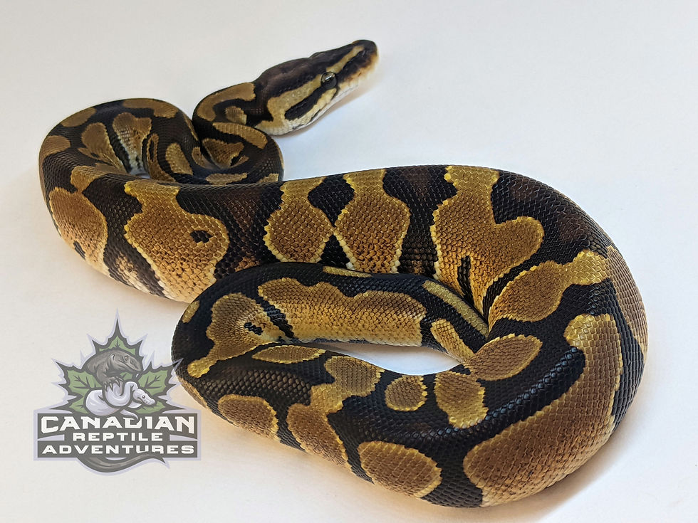Thumbnail: Female Enchi Double Het. Ultramel Hypo  50% Het. Clown