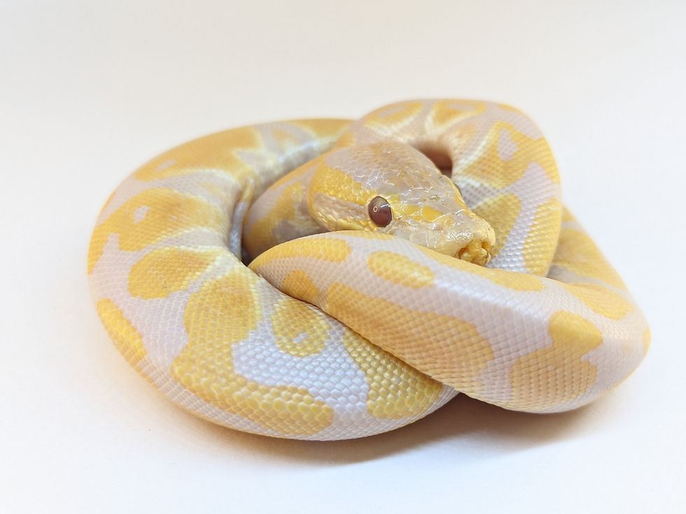 Thumbnail: Male Scrambler x Lavender Albino x Het. Axanthic (MJ) x 50% Het. Pied Pos. Java 