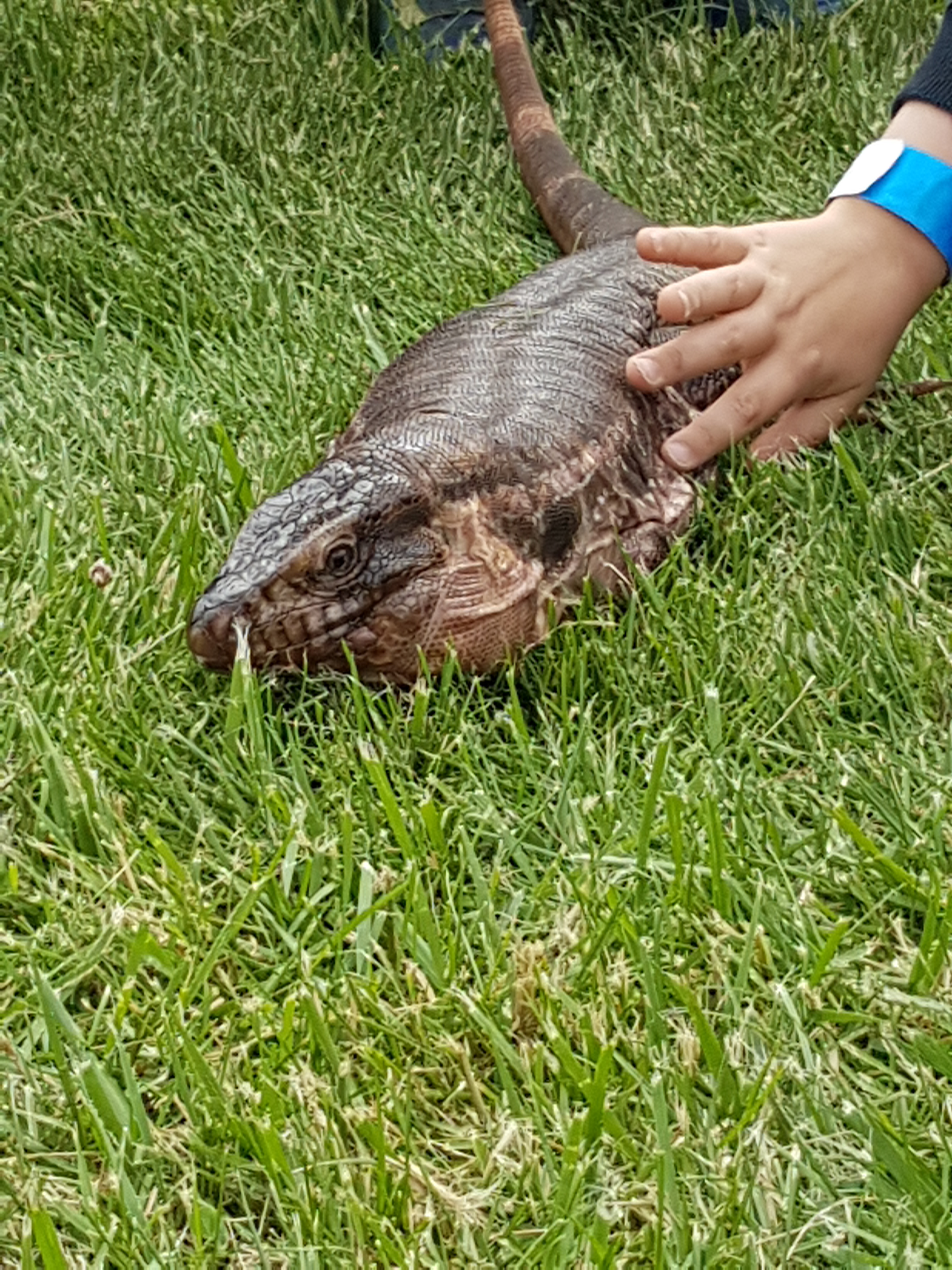 Sunshine the Tegu