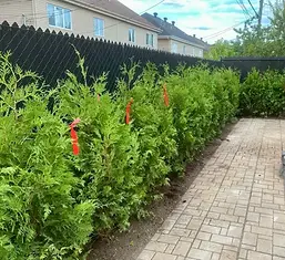 installation-plantation-haie-cedres-noir-ormstown.webp