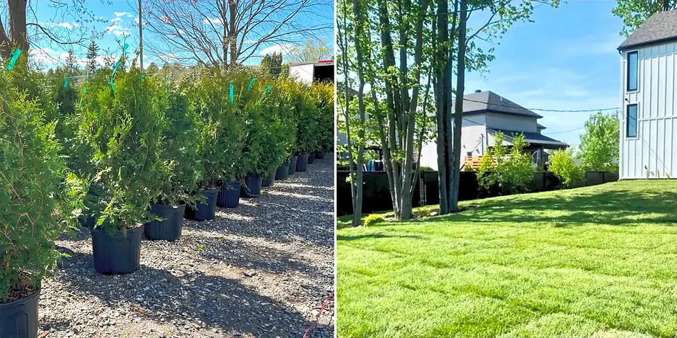 Montage de projets Cèdres DB : Pose de gazon neuf sur maison neuve à Châteauguayet plantation de haie de cèdres noirs de 6 pieds à Laval
