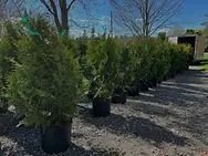 Cèdres noirs et blancs de qualité pépinière en pots, disponibles pour livraison à domicile pour créer une haie d'intimité.