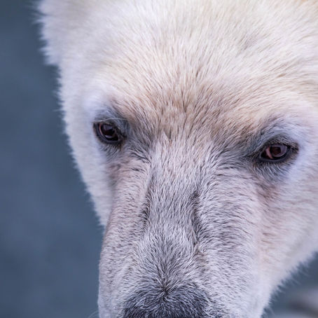 Our book comes to Germany, the US and UK.