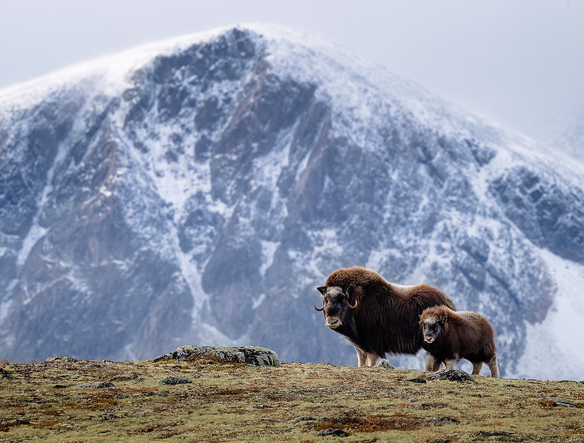 ittoqqortoormiit expedition adventure photography