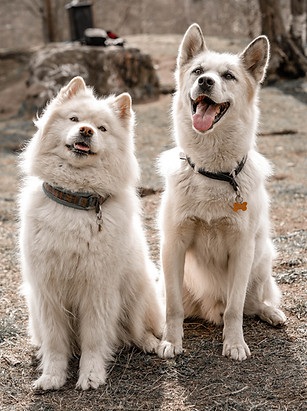 nanuk pingo melissa fred fredrik dogs
