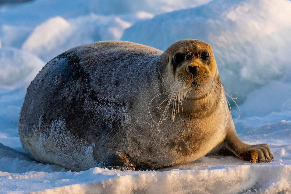 seal photography arctic cruise