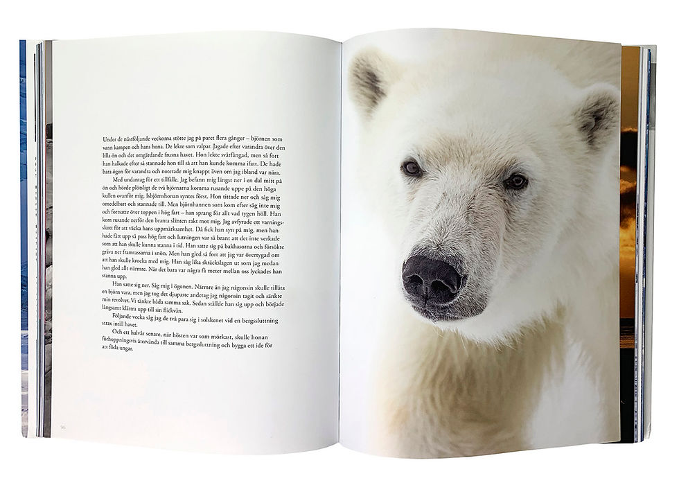 Thumbnail: polar bear book