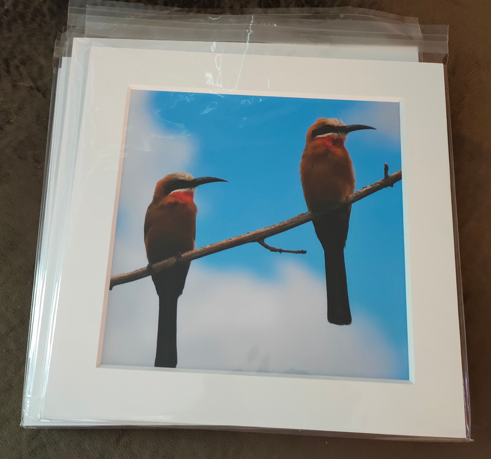 White-Fronted Bee-Eaters