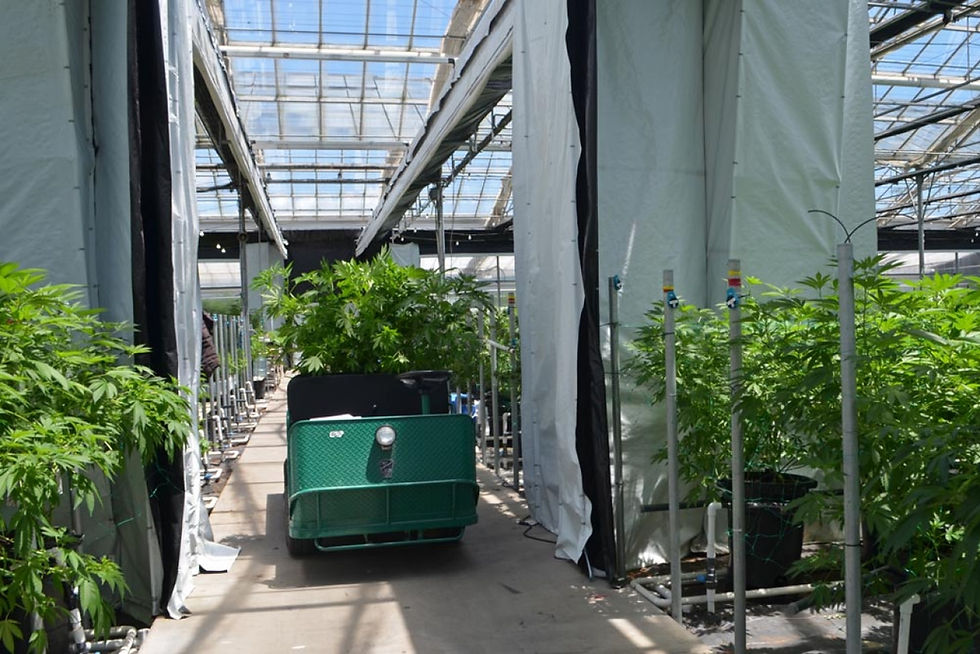 052119-Graham-Farrar-Glass-House-Farms-Cannabis-Carpinteria-9-gm-1000_1280_854_s.jpg