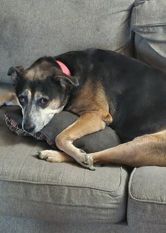 Colleen Tews Dog, River