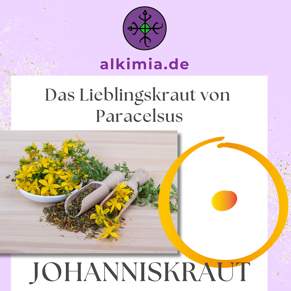 Johanniskraut - das Lieblingskraut von Paracelsus