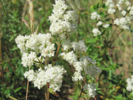 Mädesüß - Filipendula ulmaria