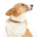 Beneful.com