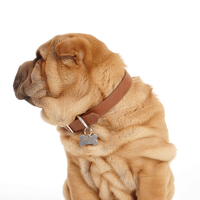 beneful_sharpei_puppy