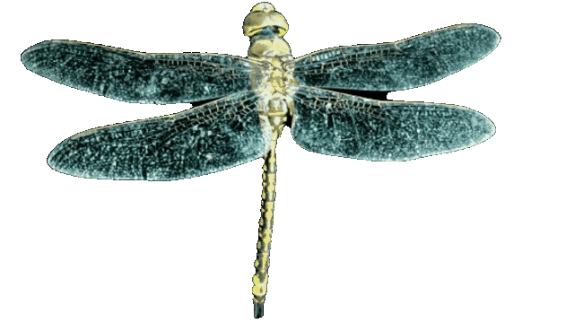 dragonfly.gif