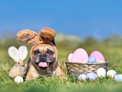 Doggie Easter Egg Hunt to benefit Humane Society