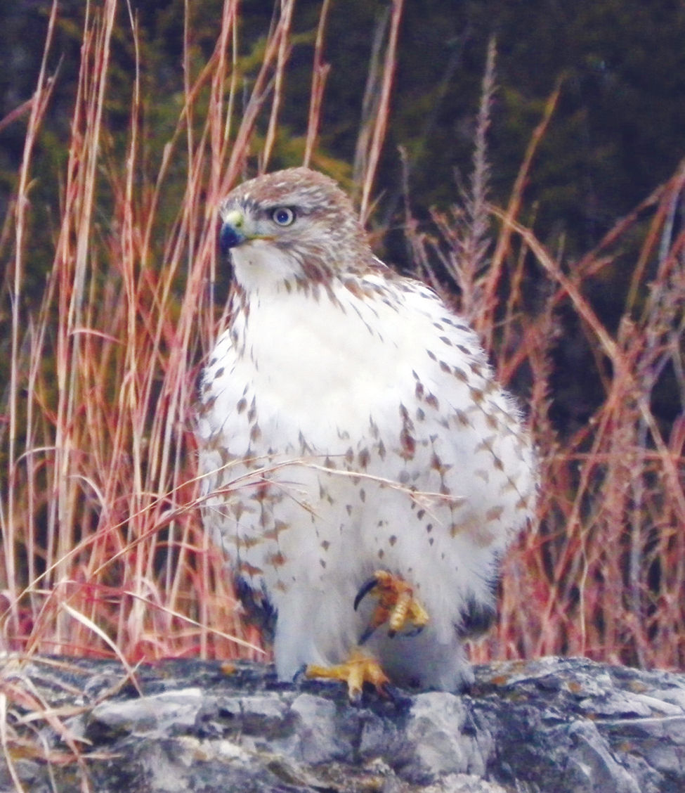 This young hawk isn't ever evil, but often hungry. (Photo submitted by Larry Dablemont)