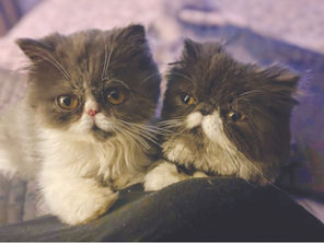 Paws 4 Safety: The silent nature of feline heart disease