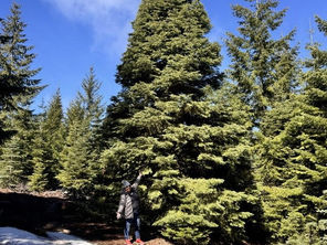 From Oregon to the Ozarks: Silver Dollar City to debut ‘Rockefeller’ style Christmas tree