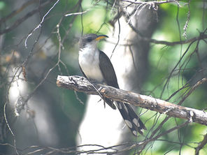 Outdoors with Larry Dablemont: For the birds