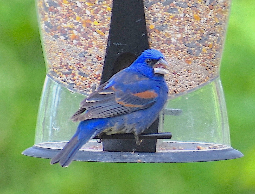 Often confused with a blue blunting, but never a blue jay or bluebird, this is a blue grosbeak.