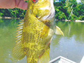 Outdoors with Larry Dablemont: Fishing an Ozark river
