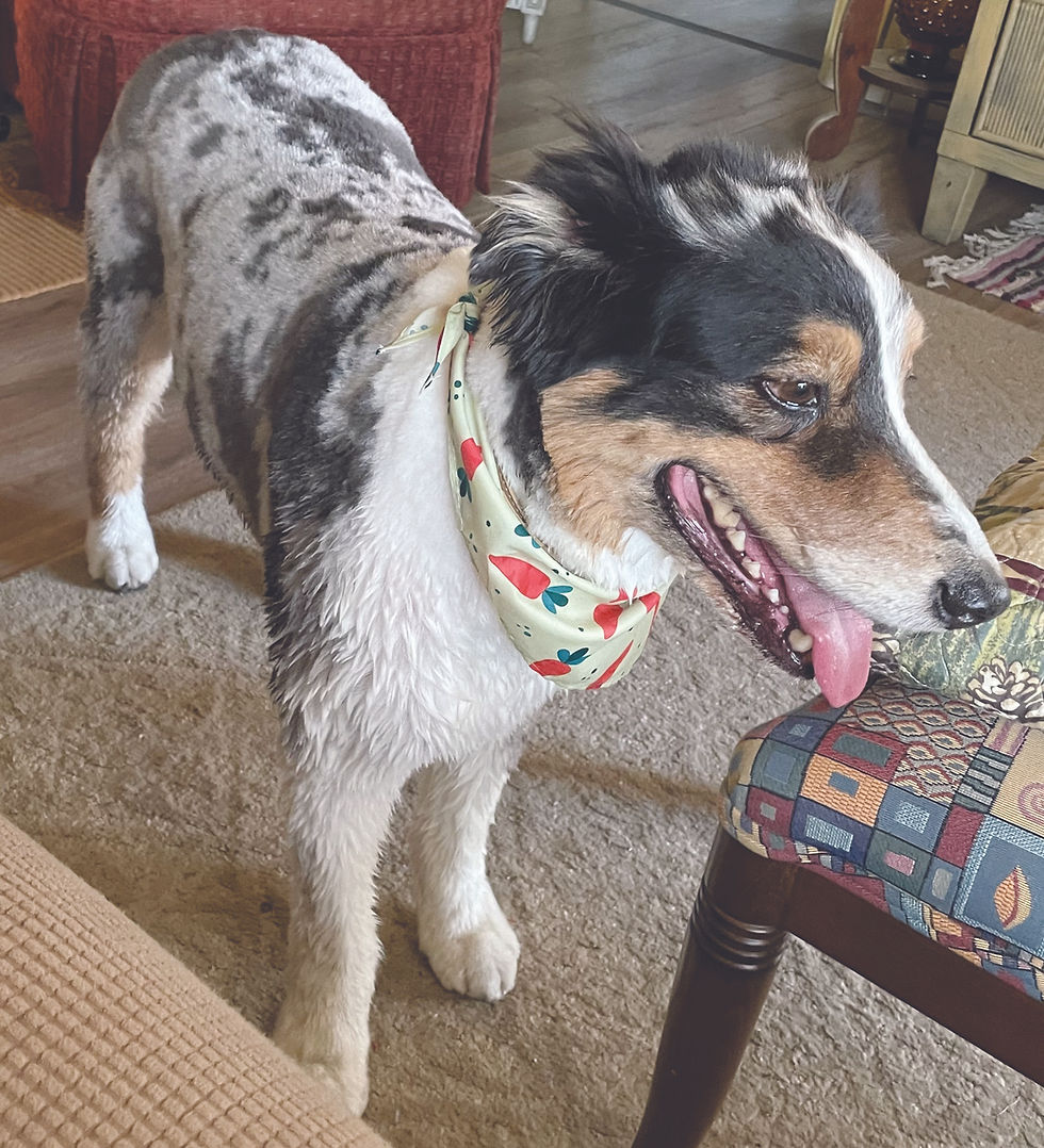 Pet longevity: The ‘last leg’ may not have to be