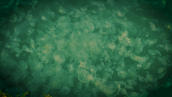 Stills from Geldim ve Gidiyorum