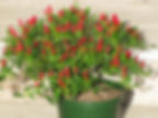 Vegetable garden grow bird's eye chili in container at home,terrace,balcony