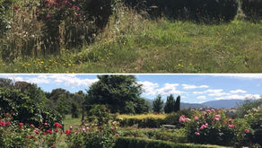 First garden design with ZERO design experience