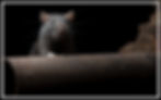 Rat on a drainpipe