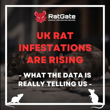 UK Rat Infestations Are Rising — What the Data Is Really Telling Us