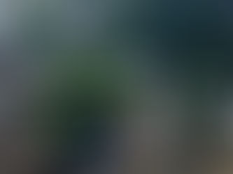 U centru posječeni platani zbog rekonstrukcije šetališta (VIDEO)