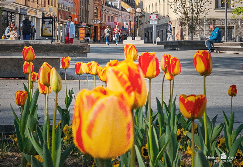 Sunce se vraća u Banjaluku: Toplije vrijeme uz vjetrovite udare