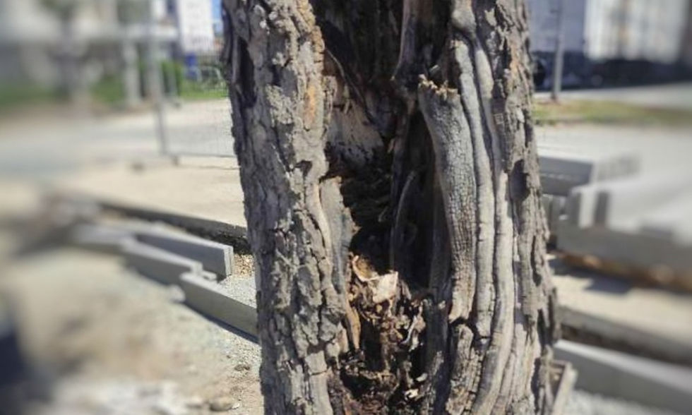 Hitna sječa kod “Akvane”: Bolest napala stabla, slijedi uklanjanje