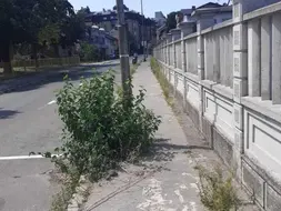 ZAPUŠTEN TROTOAR U BORIKU: U Miše Stupara iz asfalta izraslo i grmlje FOTO