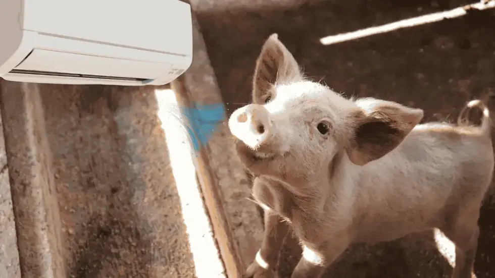 HIT! Prijedorčani ugradili klima-uređaj u štali: Prasićima toplotni talas ništa ne može (VIDEO)