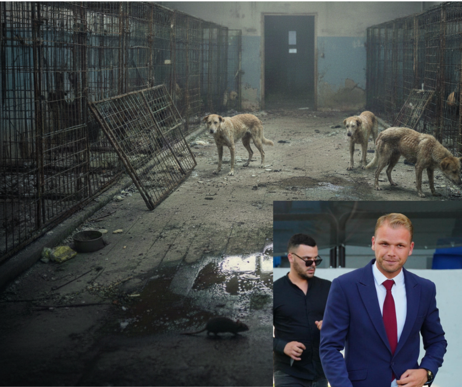 NAJVEĆA SRAMOTA GRADSKE VLASTI: Stanivuković ignoriše užas u azilu, pacovi šetaju preko gladnih životinja