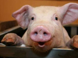 Pogledajte koliko para treba za DOMAĆE PRASE, a evo koja je cijena svinje iz Danske