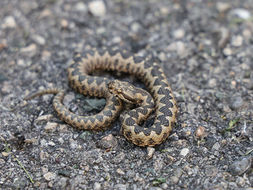 (VIDEO) "Danas sam vidio četiri poskoka" Povećan broj zmija u OVOM dijelu BiH