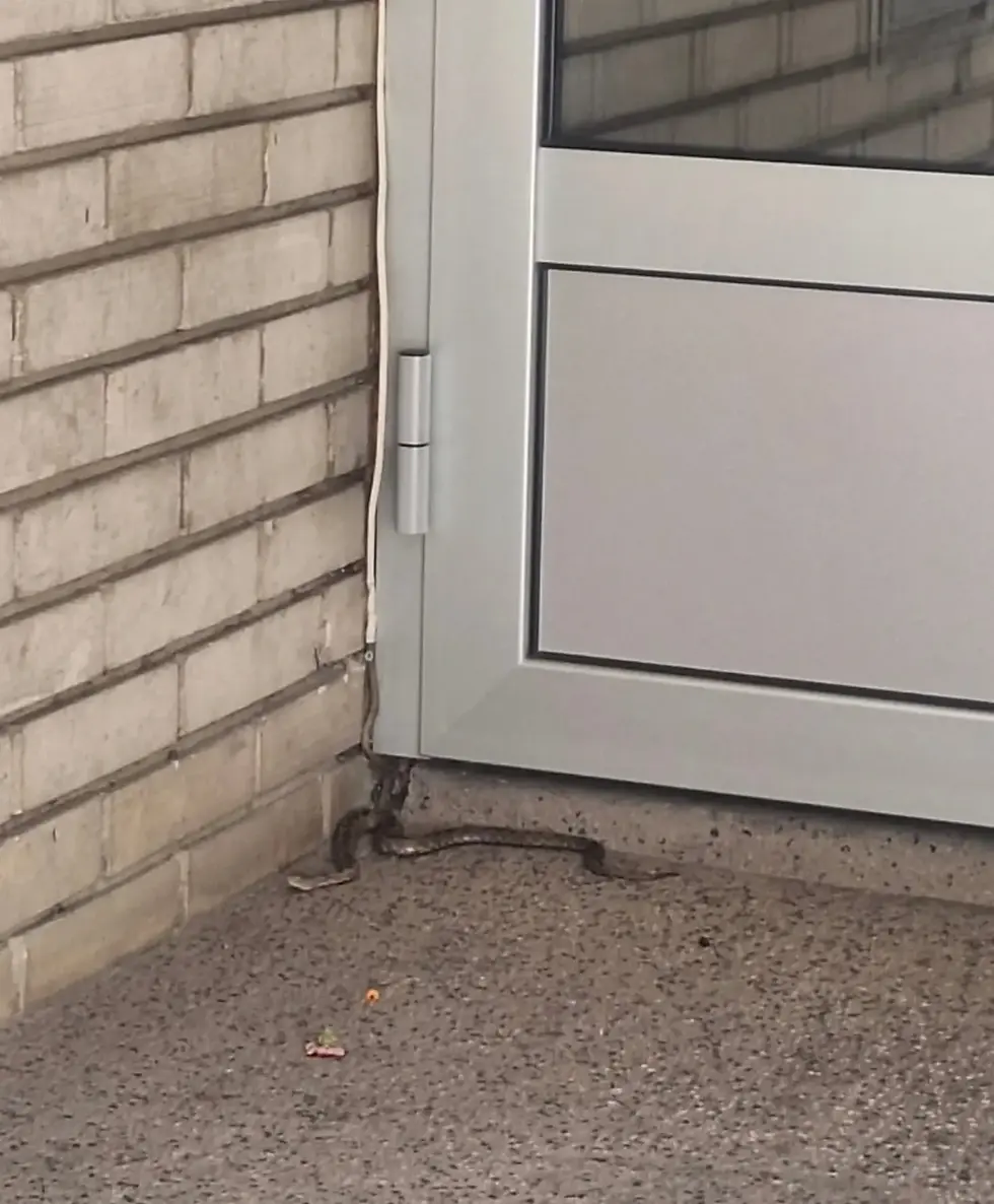 (FOTO) Poštar vidio poskoka u centru Banjaluke, mještani uznemireni!