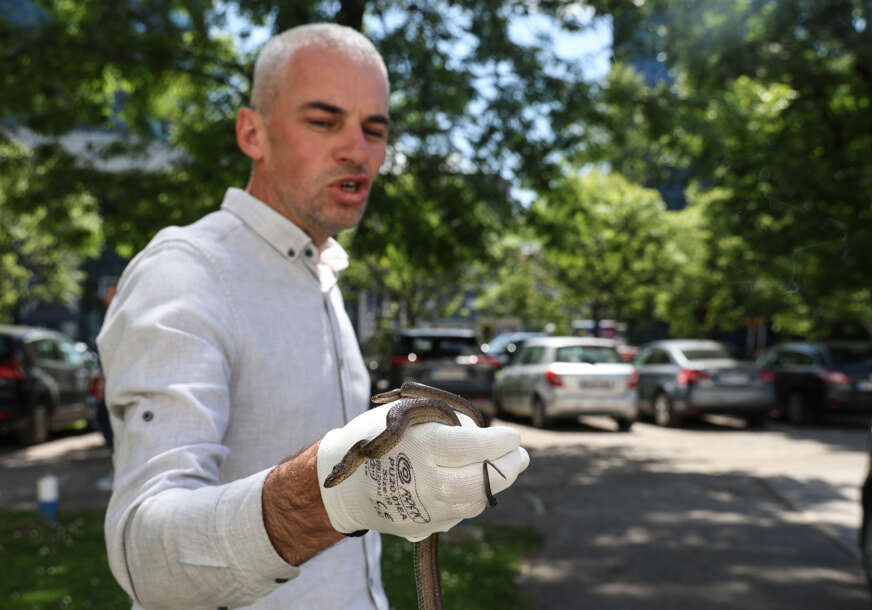 "One izbjegavaju ljude" Stručnjak tvrdi da zmije nisu razlog za paniku, samo je potreban oprez i ne dirati ih