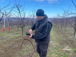 Voćari u panici zbog prognoze! Dojčinović: Bude li mraza, odoše kruške, trešnje i šljive