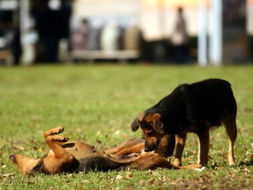 Kazne do 10.000 KM, a psi i dalje na ulici: Ko je odgovoran?