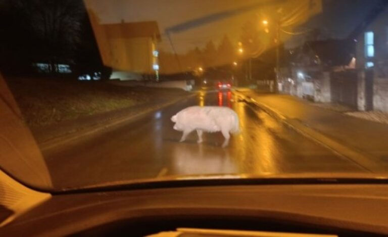Nesvakidašnji prizor šokirao vozače: Svinja prošetala ulicom u Banjaluci