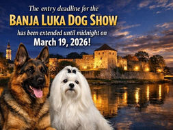 Velika izložba pasa na tvrđavi Kastel: Banjaluka okuplja kinološke stručnjake