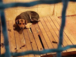 Tvrde da ih iz Grada mjesecima lažu: Volonteri ogorčeni zbog stanja u azilu na Manjači