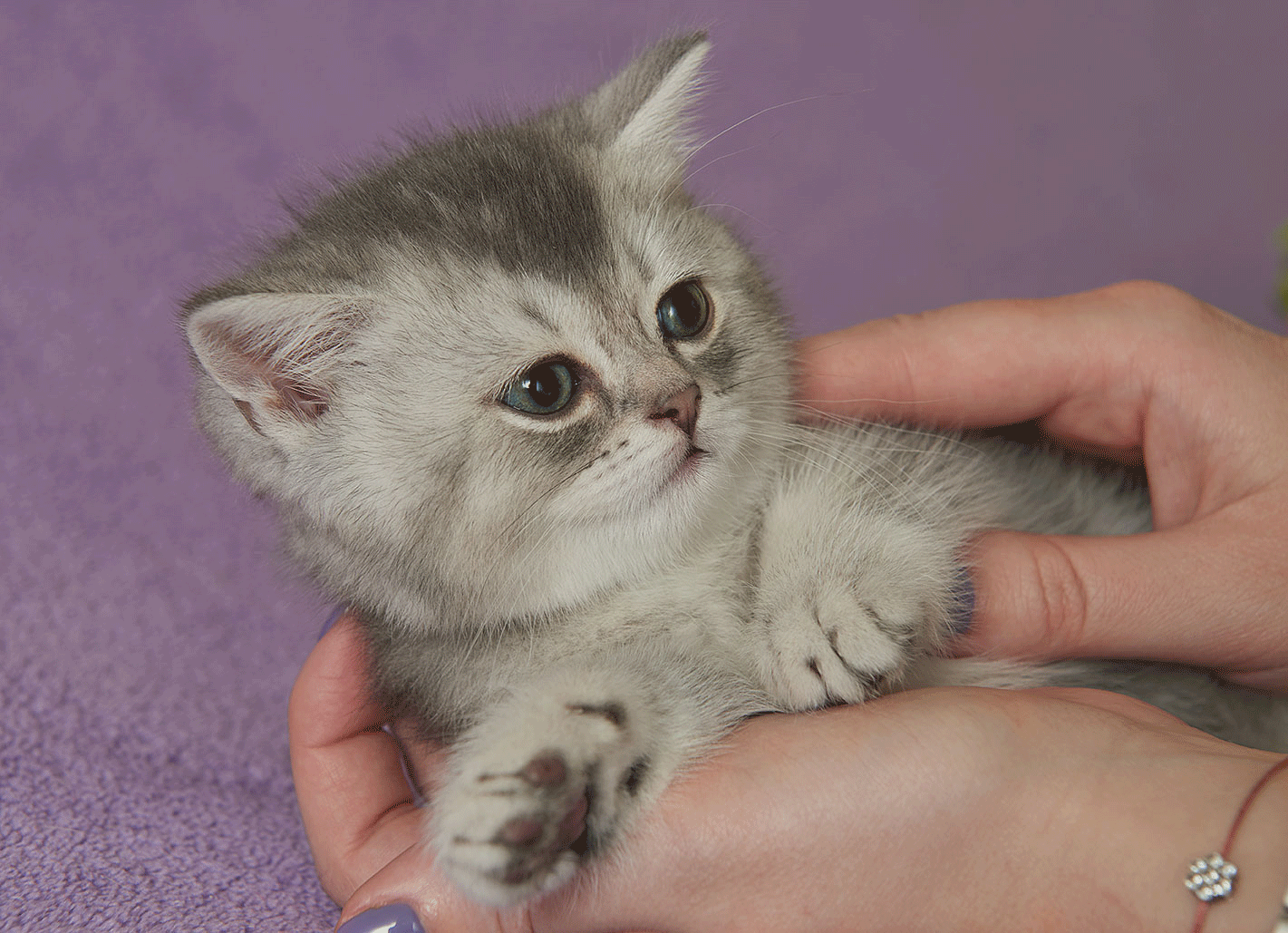 Scottish Kittens Шотландские Котята