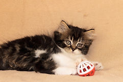 Scottish Kittens Шотландские Котята