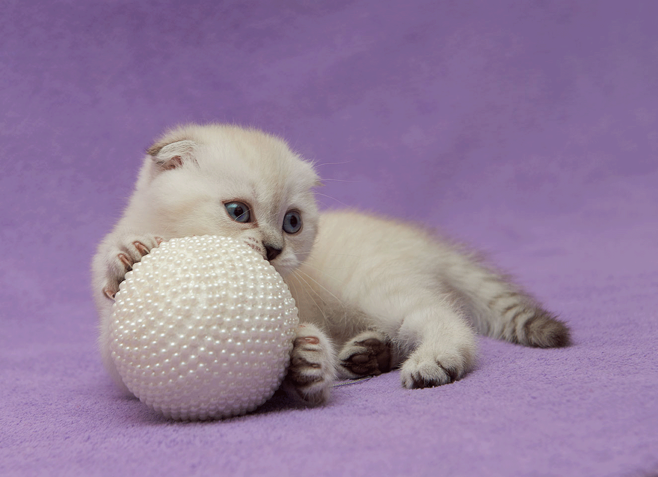 Scottish Kittens Шотландские Котята